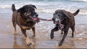 Caso de maltrato animal conmociona a Brasil: Exhuman cadáver de perro muerto tras presunta agresión de un adolescente