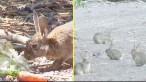Alerta por plaga de conejos en Las Condes: Más de 100 ejemplares se reproducen sin control