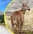 Conoce detalles sobre la impactante muerte de un huemul el pasado fin de semana en el sur de Chile. Un conductor lo impactó, provocándole serias lesiones, por lo que se investiga una maniobra imprudente.