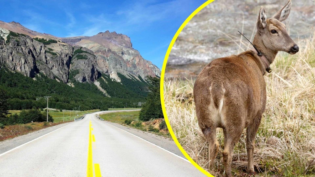 Muere huemul tras ser atropellado en la Carretera Austral: Investigan maniobra imprudente del conductor