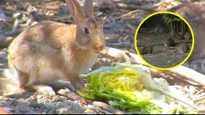 Plaga de conejos se toma Las Condes: ¿Cuáles son los peligros y recomendaciones?