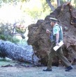 Una persona falleció y otra resultó herida la tarde de este martes tras caer un árbol de gran tamaño en el Parque Italia de Valparaíso. El hecho se habría originado por las fuertes ráfagas de viento que se registran en la ciudad.