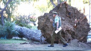 Tragedia en Valparaíso: Una persona muere y otra resulta herida tras caída de árbol en una plaza