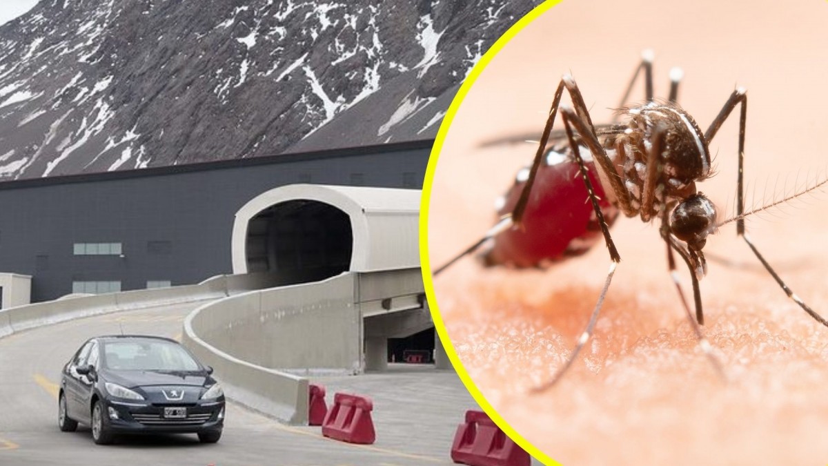 Cierran el Paso Los Libertadores tras detectar mosquito sospechoso de transmitir dengue