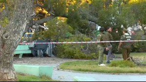 Tras muerte de joven en Valparaíso: Expertos advierten peligros de árboles podridos en espacios públicos