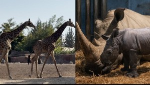 BioParque Buin Zoo: Estos son sus horarios y el valor de la entrada