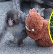El animal que ha dado la vuelta al mundo al tener como única compañía a un orangután de peluche, salió brevemente de su cautiverio en Japón para interactuar con sus cuidadores a través de acciones que le permitan compensar su falta de apego materno.