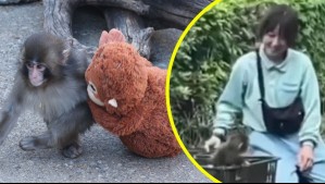 Monito Punch sale del zoológico: Recibió abrazos y caricias como parte de su proceso de rehabilitación