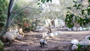 Buin Zoo cambiará de horario: ¿Desde cuándo el zoológico cerrará antes?