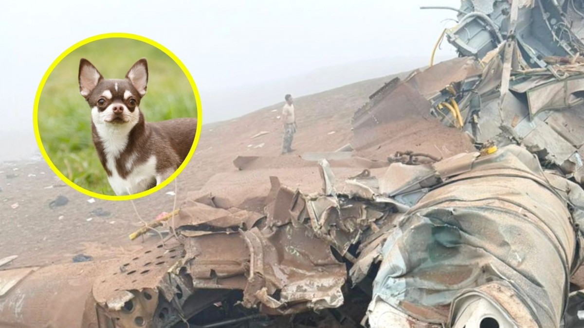 Un perro fue el único sobreviviente del accidente aéreo que dejó 15 muertos en Perú: Fue encontrado junto al cuerpo de su dueño