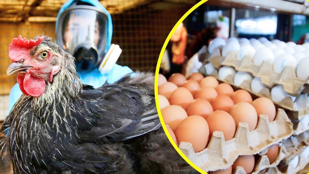 SAG eleva alerta sanitaria y refuerza vigilancia por casos de gripe aviar en Argentina y Uruguay