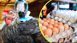 SAG eleva alerta sanitaria y refuerza vigilancia por casos de gripe aviar en Argentina y Uruguay