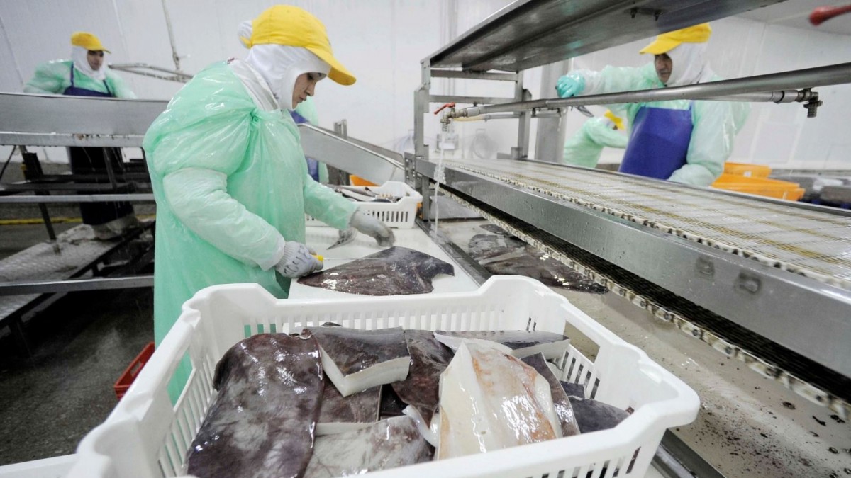 Buques chinos y pesca de jibia: Pesadores afirman que el Biobío ha perdido cientos de empleo y unos US$1.500 millones