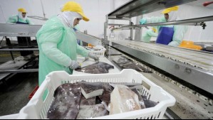 Buques chinos y pesca de jibia: Pescadores afirman que el Biobío ha perdido cientos de empleo y unos US$1.500 millones