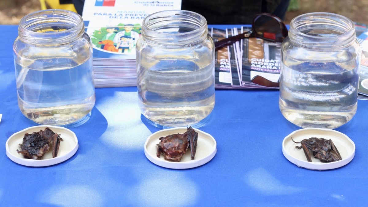 Detectan rabia en murciélago capturado en Frutillar: Autoridades llaman a la precaución