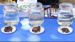 Detectan rabia en murciélago capturado en Frutillar: Autoridades llaman a la precaución