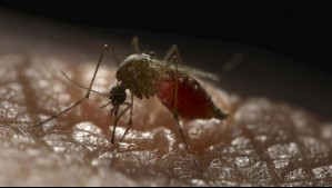 Descubren mosquito en Arica que transmite el Zika y virus del Nilo Occidental