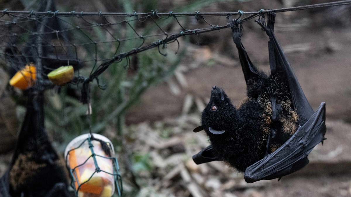 Al contrario de lo que se puede creer: Las razones por las que tener murciélagos cerca de tu hogar podría ser una buena señal