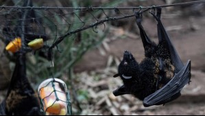 Al contrario de lo que se puede creer: Las razones por las que tener murciélagos cerca de tu hogar podría ser una buena señal