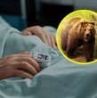 Durante la última semana de febrero, funcionarios de salud alertaron sobre un raro fenómeno que le ocurrió a un paciente: tras un encuentro con un oso, su dedo contrajo una infección llamada dedo de foca.