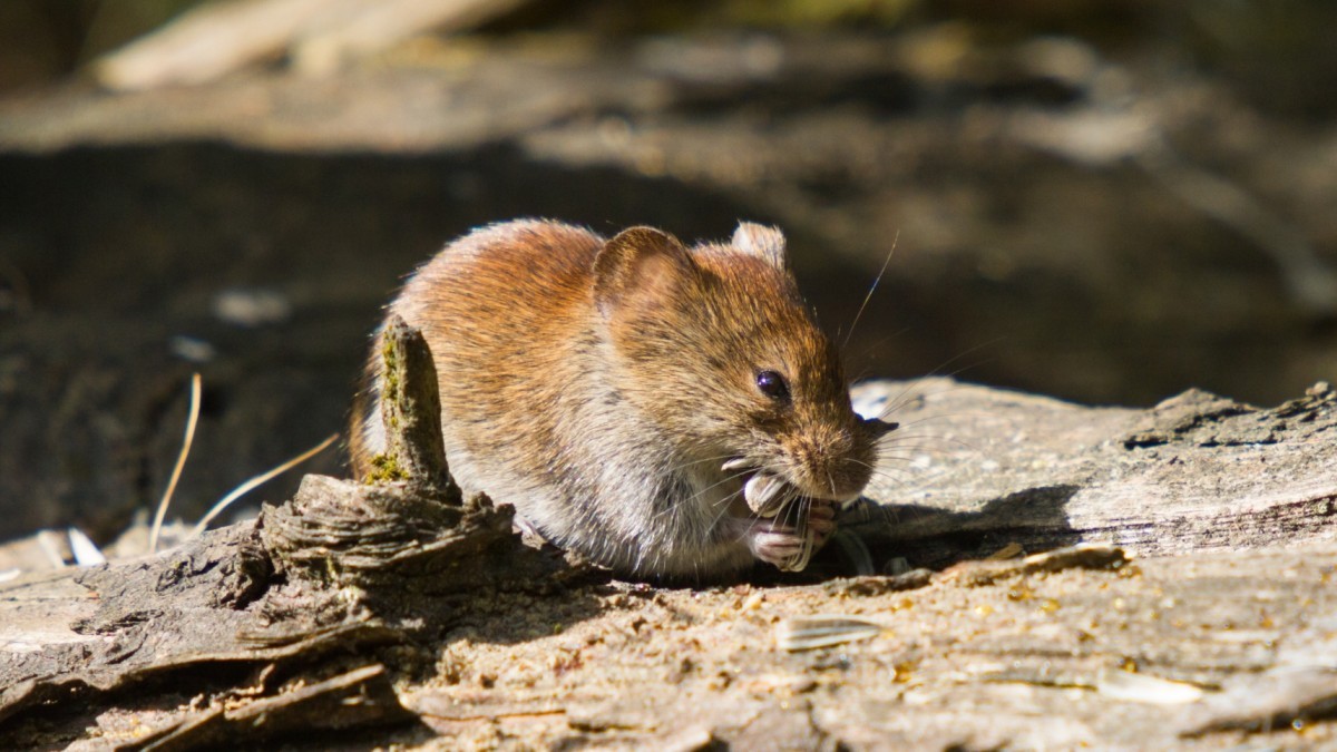 Confirman tercer caso de hantavirus en la región de Ñuble durante este 2026