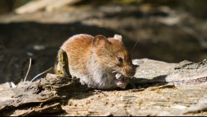 Confirman tercer caso de hantavirus en la región de Ñuble durante este 2026