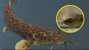 'Es un reflejo de que el río está limpio y sano': Captan colonia de 'bagrecitos' nadando en lecho del Río Mapocho