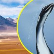 La semana pasada, se publicó un nuevo hallazgo paleontológico hecho en Chile: se descubrió un nuevo reptil marino cerca de Calama de la especie de los plesiosaurus, y con él, se resolvió un enigma mundial acerca de la evolución de la especie.