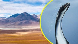 Encuentran fósiles de nuevo reptil marino que habitó en Chile: Hallazgo resuelve enigma mundial sobre la evolución de la especie