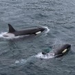 Dos aletas de orcas fueron encontradas en la orilla de una playa de Bering, Rusia. Aparentemente fueron cercenadas. Científicos detectaron que las mordidas corresponden a la de otras orcas.
