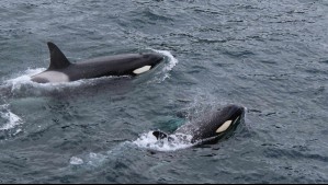 Científicos sugieren que orcas podrían ser caníbales ocasionales tras encontrar dos aletas cercenadas