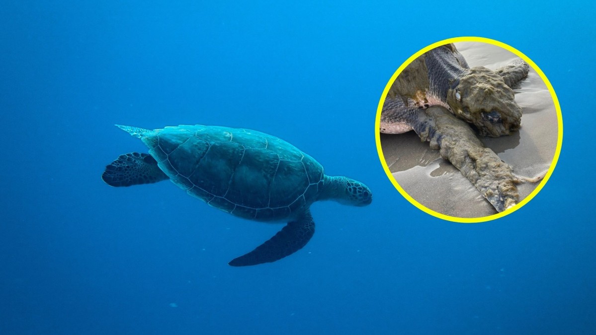Tortuga marina cubierta de 'pelaje verde' sorprende en EEUU: Es una de las más raras del mundo
