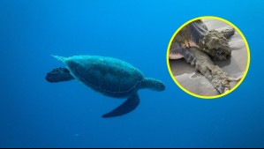 Tortuga marina cubierta de 'pelaje verde' sorprende en EEUU: Es una de las más raras del mundo
