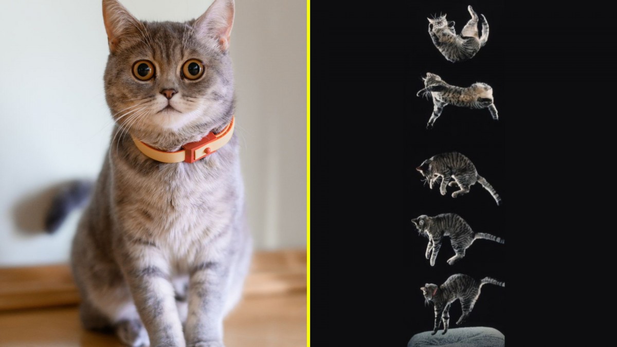¿Por qué los gatos caen sobre sus cuatro patas? Estudio revela cómo lo logran