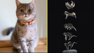 ¿Por qué los gatos caen sobre sus cuatro patas? Estudio revela cómo lo logran