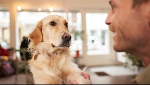 ¿Le hablas a tu mascota como si fuera humano? La ciencia explica por qué lo haces y por qué está bien