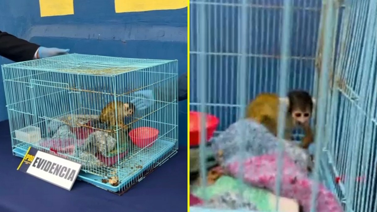 Encuentran mono ardilla en vivienda que era utilizada para el acopio de droga por narcotraficantes en Coquimbo