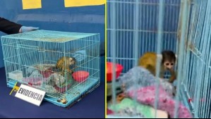 Encuentran mono ardilla en vivienda que era utilizada para el acopio de droga por narcotraficantes en Coquimbo