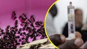 Detienen a dos hombres en Kenia por intentar contrabandear miles de hormigas a China: cada insecto puede valer hasta 100 dólares