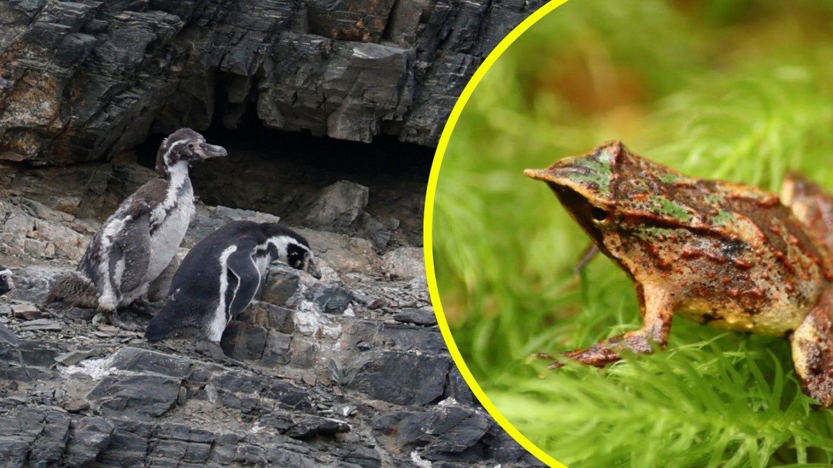 Gobierno retira más de 40 decretos ambientales: Entre ellos la protección a Ranita de Darwin y Pingüino de Humboldt