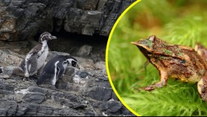 Gobierno retira más de 40 decretos ambientales: Entre ellos la protección a Ranita de Darwin y Pingüino de Humboldt