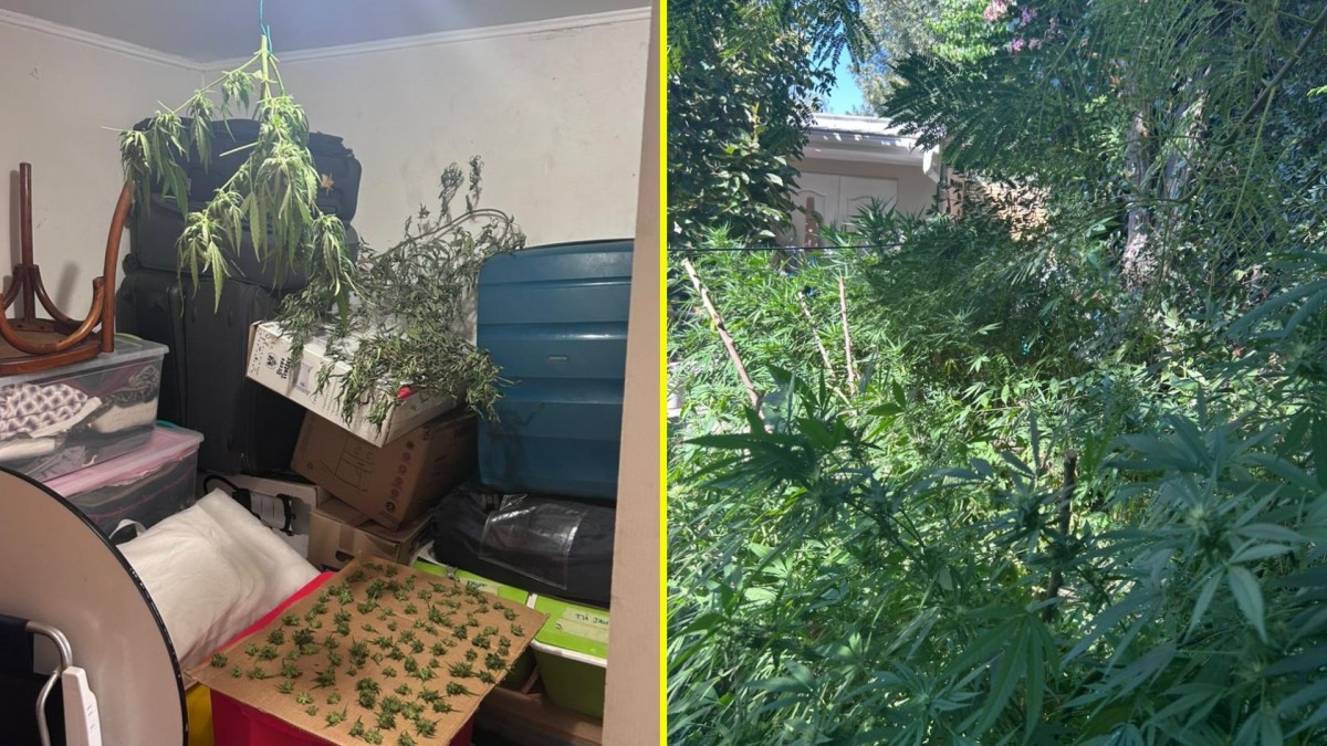 Entraron a robar a casa de adulta mayor en La Reina y Carabineros descubrió que tenía plantaciones de marihuana: Fue detenida