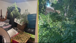Entraron a robar a casa de adulta mayor en La Reina y Carabineros descubrió que tenía plantaciones de marihuana: Fue detenida