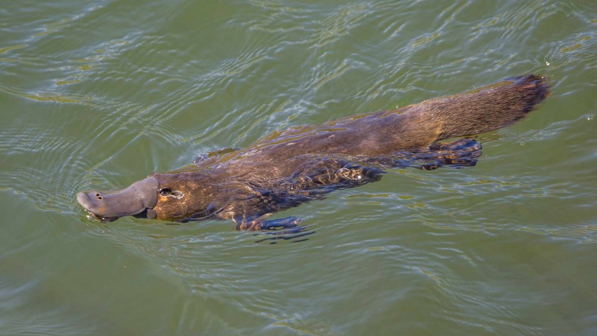 El ornitorrinco es aún más raro de lo que se pensaba, afirman los científicos