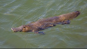 El ornitorrinco es aún más raro de lo que se pensaba, afirman los científicos