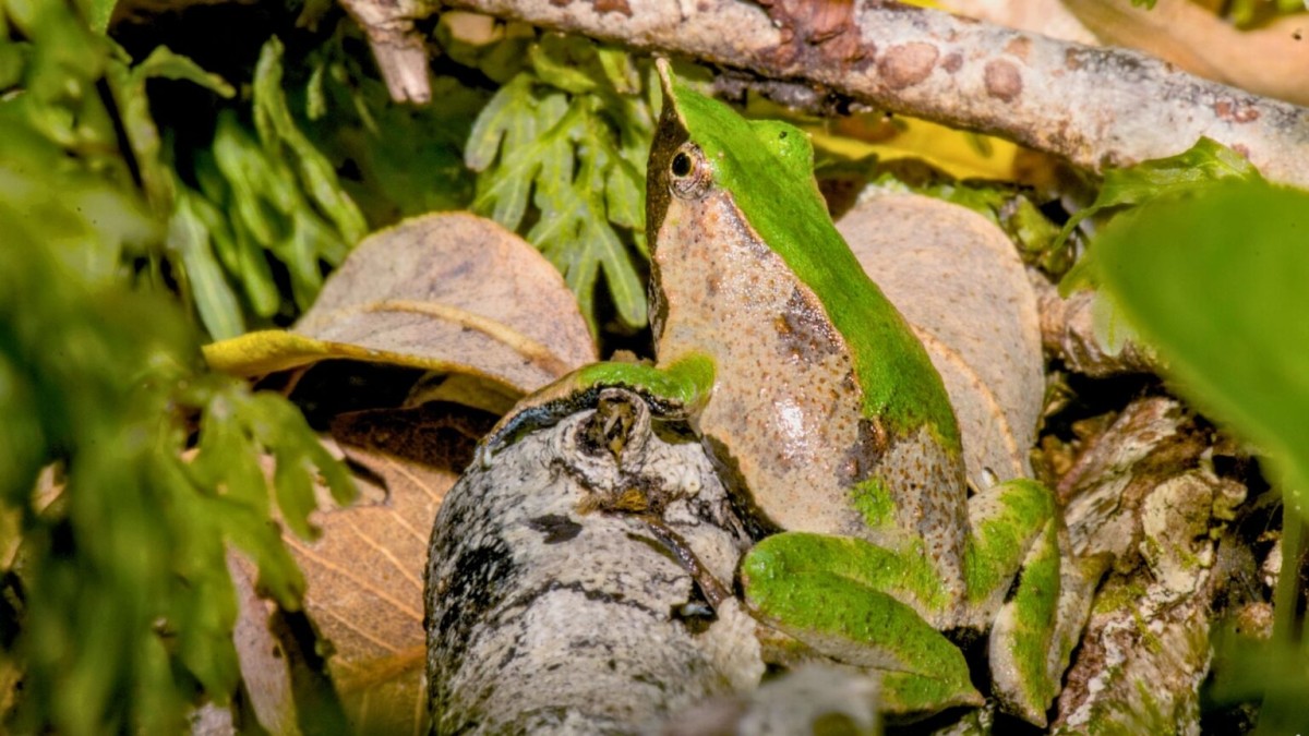 Contraloría da luz verde a decreto que protege a la ranita de Darwin: Fue reingresado por el Gobierno