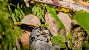 Contraloría da luz verde a decreto que protege a la ranita de Darwin: Fue reingresado por el Gobierno