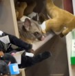 Una zarigüeya sorprendió a pasajeros en un aeropuerto de Tasmania al aparecer en una tienda entre peluches. El animal fue grabado y luego escoltado fuera del recinto.