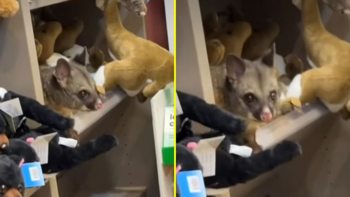 Zarigüeya causa furor en aeropuerto de Tasmania: Se camufló entre peluches en tienda