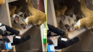 Zarigüeya causa furor en aeropuerto de Tasmania: Se camufló entre peluches en tienda